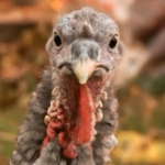 Avian Influenza Hits More Iowa Facilities